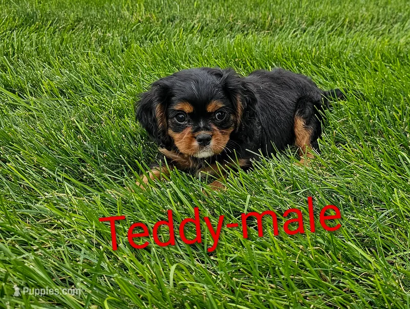 Teddy – Cavalier King Charles Spaniel puppy for sale in Rock Valley, IA