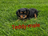 Teddy, a male Cavalier King Charles Spaniel for sale in Rock Valley, IA – 3 of 5