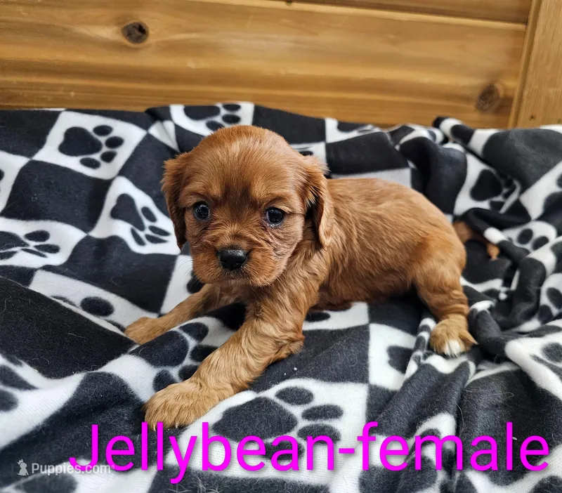 Jellybean – Cavalier King Charles Spaniel puppy for sale in Rock Valley, IA