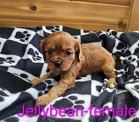 Jellybean, a female Cavalier King Charles Spaniel for sale in Rock Valley, IA – 4 of 4