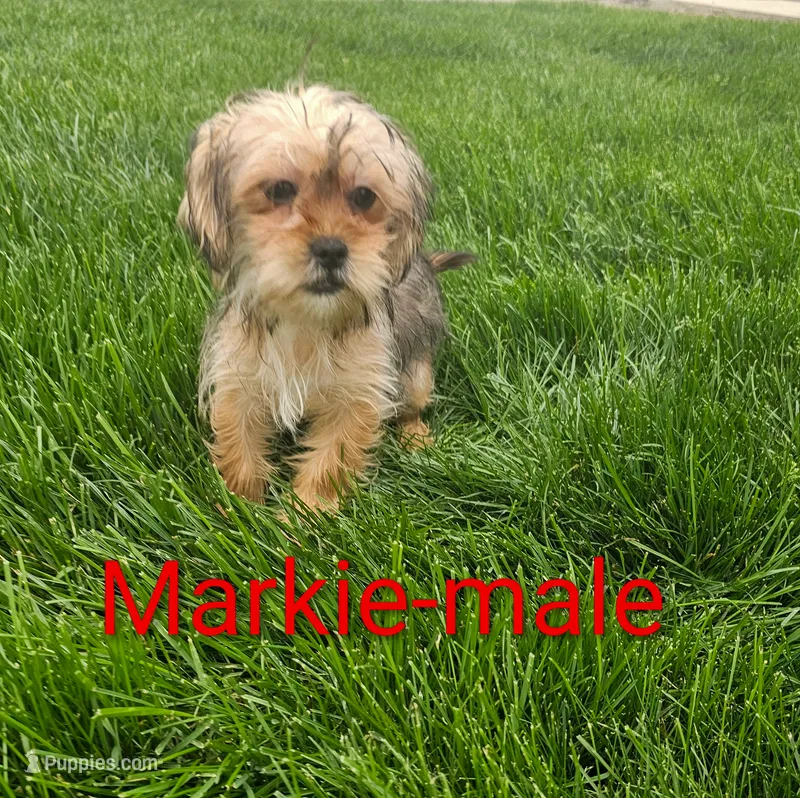 Markie – Shorkie puppy for sale in Rock Valley, IA