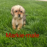 Markie, a male Shorkie for sale in Rock Valley, IA – 1 of 9