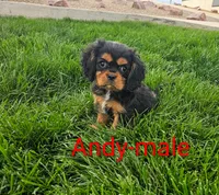 Andy, a male Cavalier King Charles Spaniel for sale in Rock Valley, IA – 1 of 4