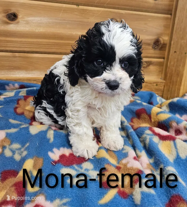 Mona – Cavapoo puppy for sale in Rock Valley, IA