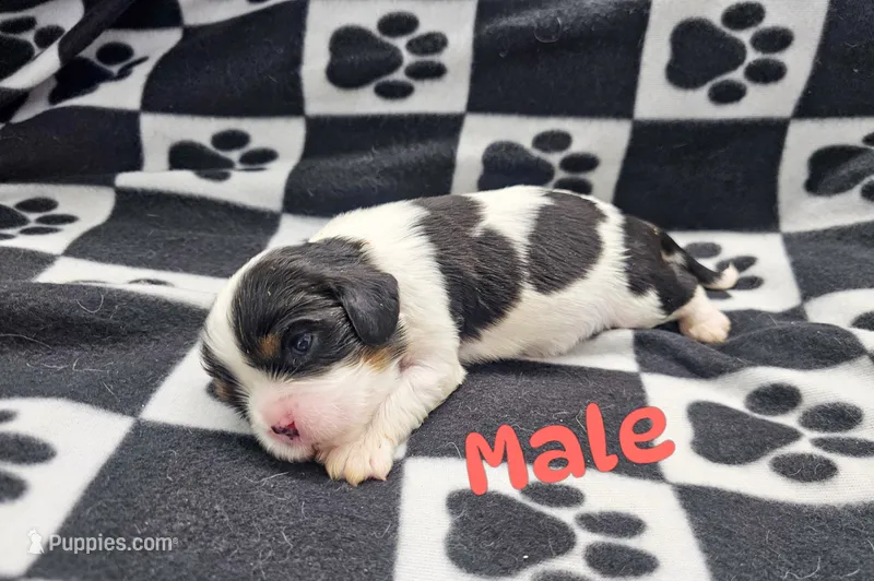 Newton, a male Cavalier King Charles Spaniel for sale in Rock Valley, IA – 1 of 1