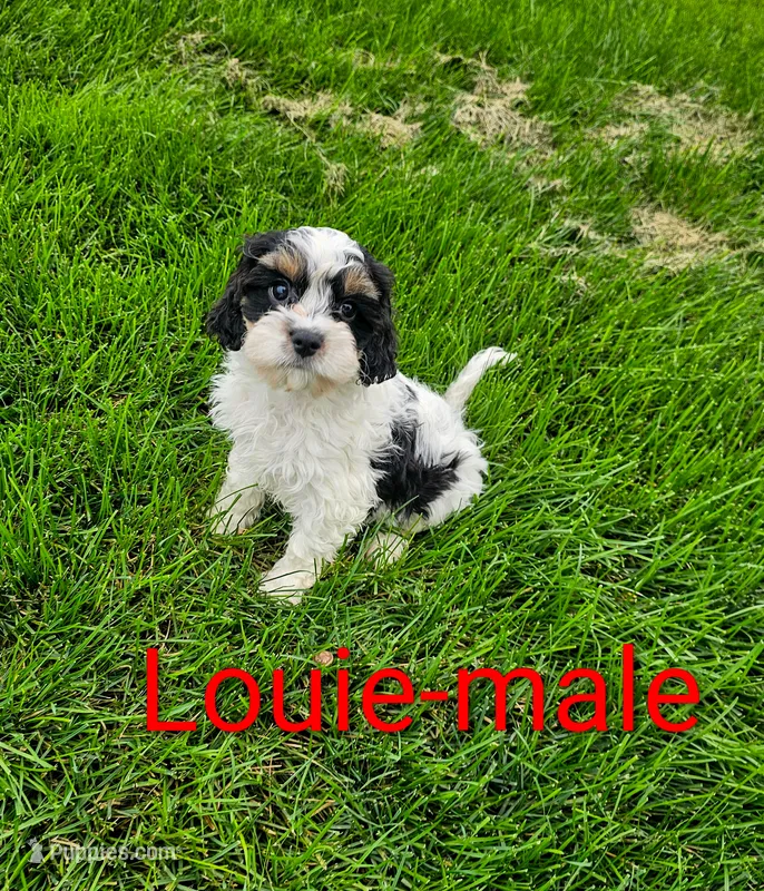 Louie – Cavapoo puppy for sale in Rock Valley, IA