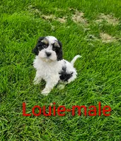 Louie, a male Cavapoo for sale in Rock Valley, IA – 1 of 4