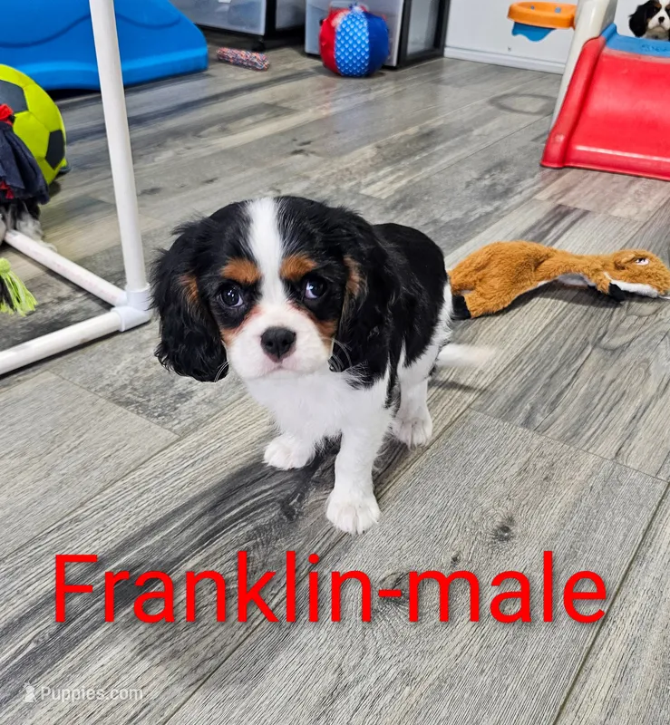 Franklin – Cavalier King Charles Spaniel puppy for sale in Rock Valley, IA