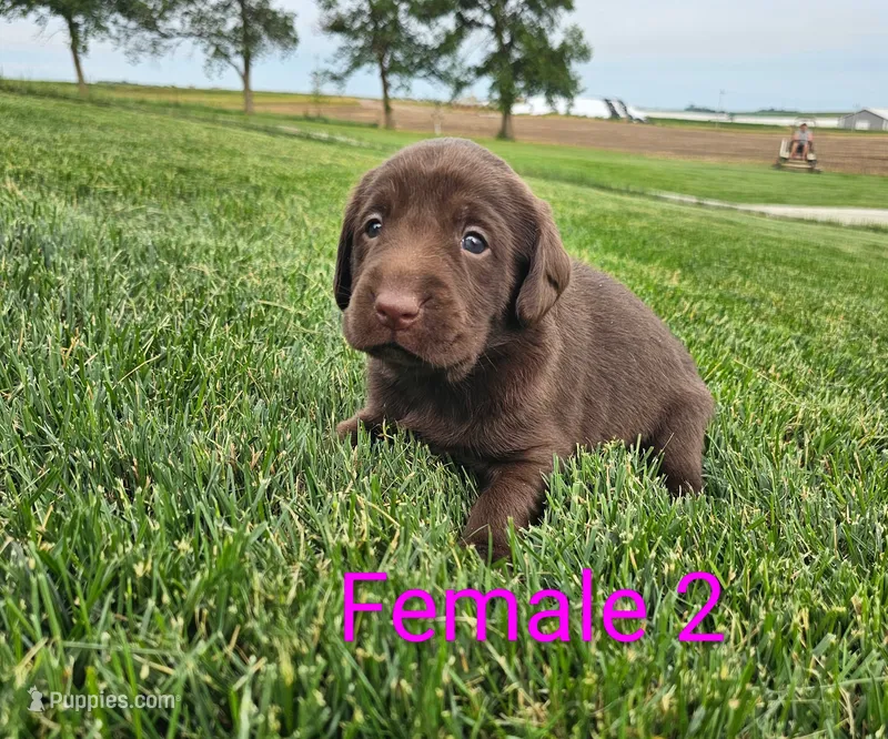 Hershey  – Labrador Retriever puppy for sale in Rock Valley, IA
