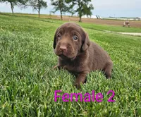 Hershey , a female Labrador Retriever for sale in Rock Valley, IA – 1 of 1
