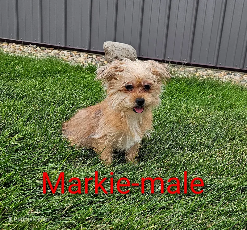 Markie – Shorkie puppy for sale in Rock Valley, IA