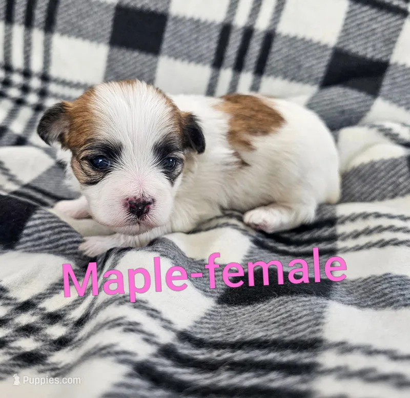 Maple – Shichon puppy for sale in Rock Valley, IA