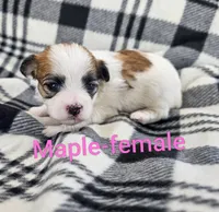 Maple, a female Shichon for sale in Rock Valley, IA – 1 of 1