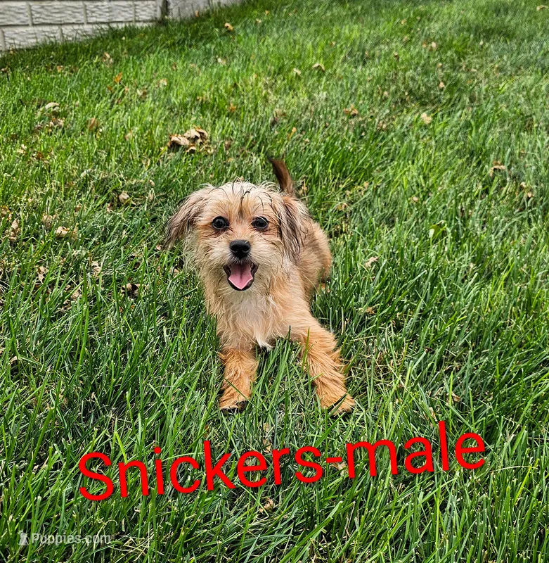 Snickers – Shorkie puppy for sale in Rock Valley, IA
