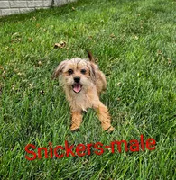 Snickers, a male Shorkie for sale in Rock Valley, IA – 2 of 9