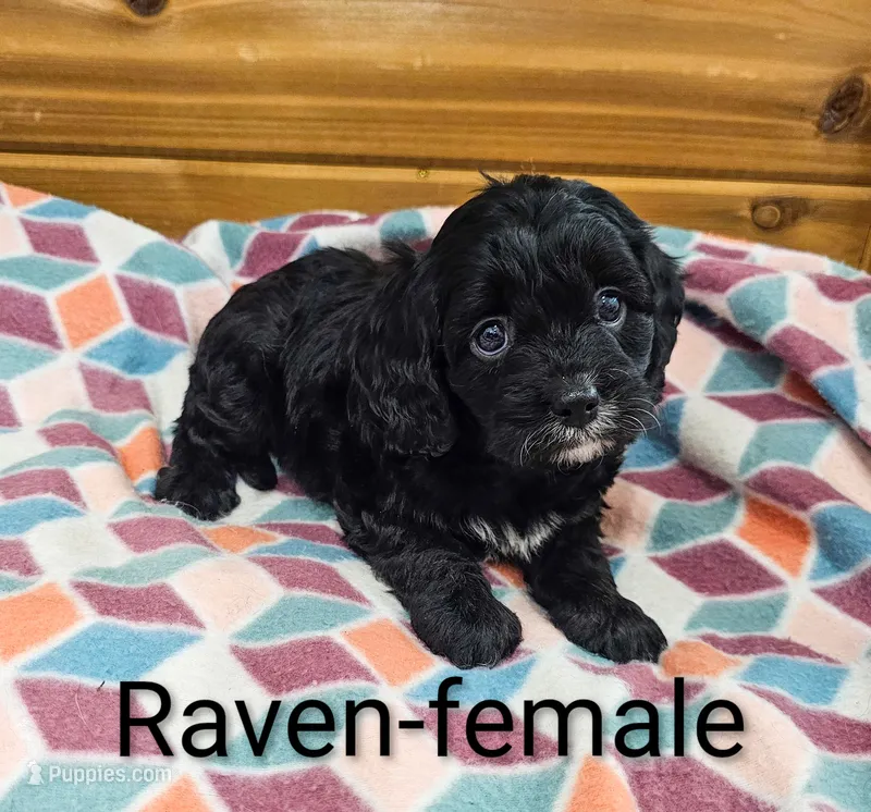 Raven – Cavapoo puppy for sale in Rock Valley, IA