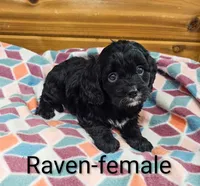 Raven, a female Cavapoo for sale in Rock Valley, IA – 3 of 4