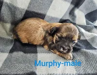 Murphy, a male Shichon for sale in Rock Valley, IA – 1 of 1