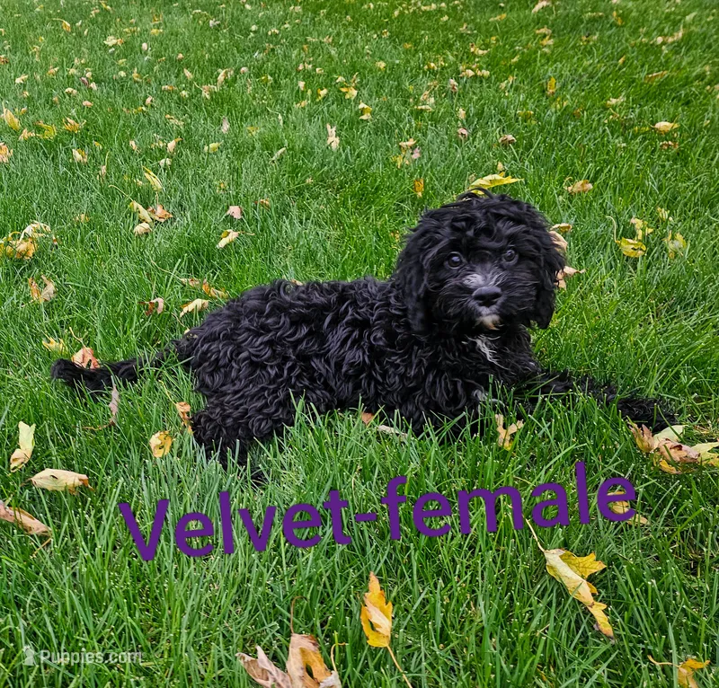 Velvet – Cavapoo puppy for sale in Rock Valley, IA