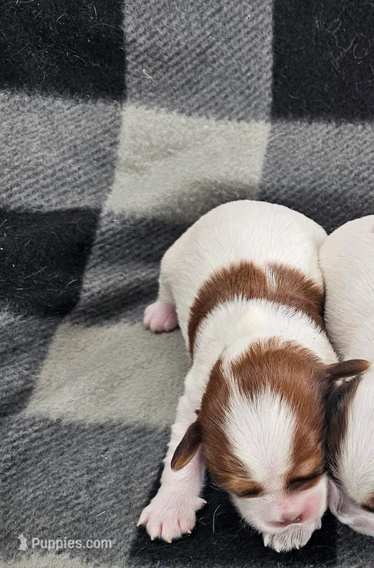 Chester – Shihpoo puppy for sale in Rock Valley, IA