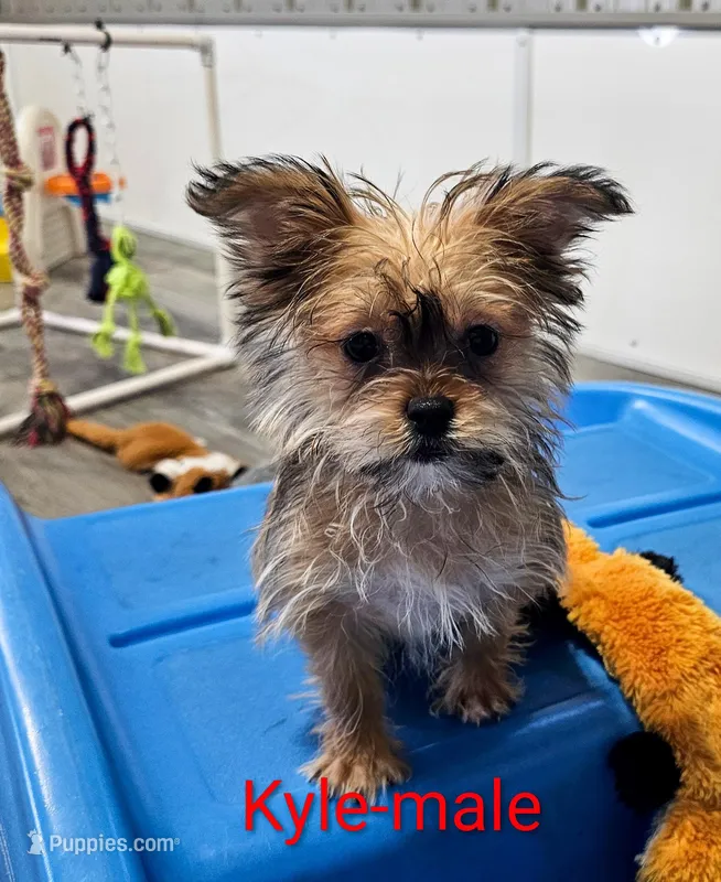Kyle – Shorkie puppy for sale in Rock Valley, IA