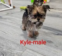 Kyle, a male Shorkie for sale in Rock Valley, IA – Photo 2 of 5