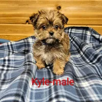 Kyle, a male Shorkie for sale in Rock Valley, IA – Photo 1 of 3