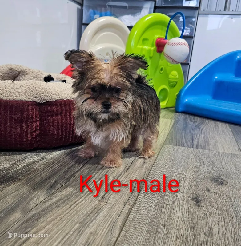 Kyle – Shorkie puppy for sale in Rock Valley, IA