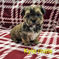 Kyle, a male Shorkie for sale in Rock Valley, IA – Photo 2 of 3