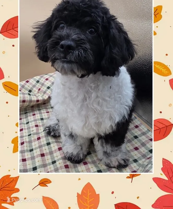 Tux – Shihpoo puppy for sale in Rock Valley, IA