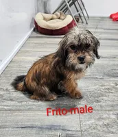 Frito, a male Shorkie for sale in Rock Valley, IA – 3 of 10