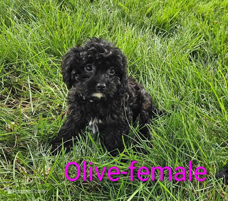 Olive – Cavapoo puppy for sale in Rock Valley, IA