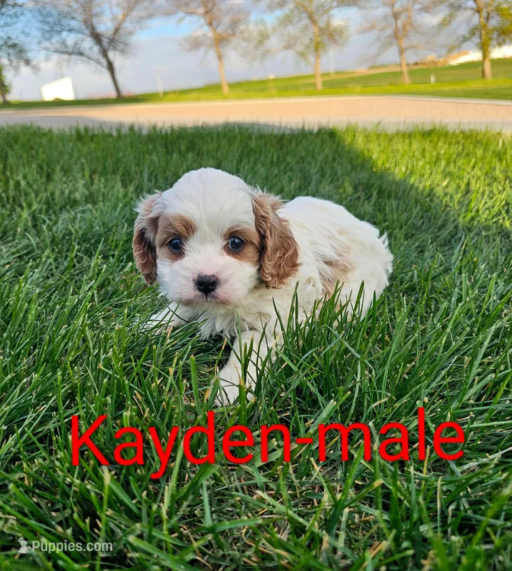 Kayden – Cavapoo puppy for sale in Rock Valley, IA