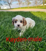 Kayden, a male Cavapoo for sale in Rock Valley, IA – 1 of 1