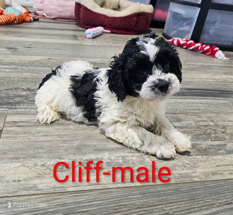 Cliff – Cavapoo puppy for sale in Rock Valley, IA