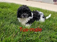 Tux, a male Shihpoo for sale in Rock Valley, IA – 1 of 3