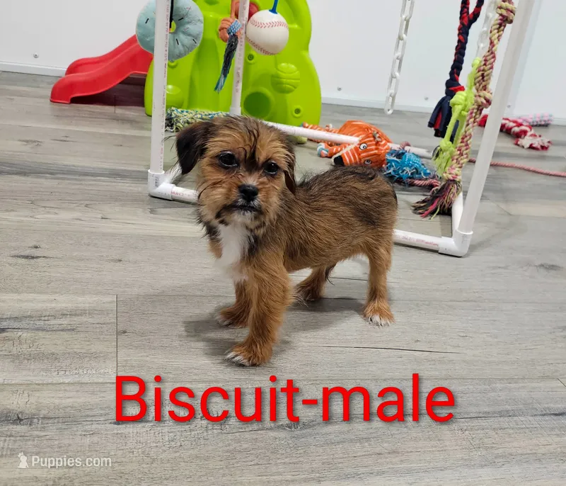 Biscuit – Shorkie puppy for sale in Rock Valley, IA