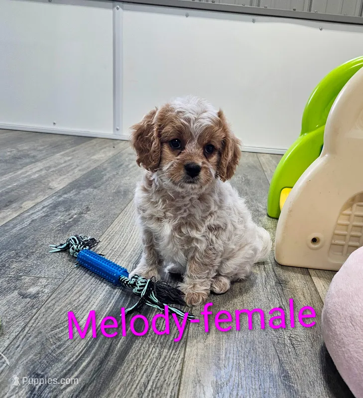 Melody – Cavapoo puppy for sale in Rock Valley, IA