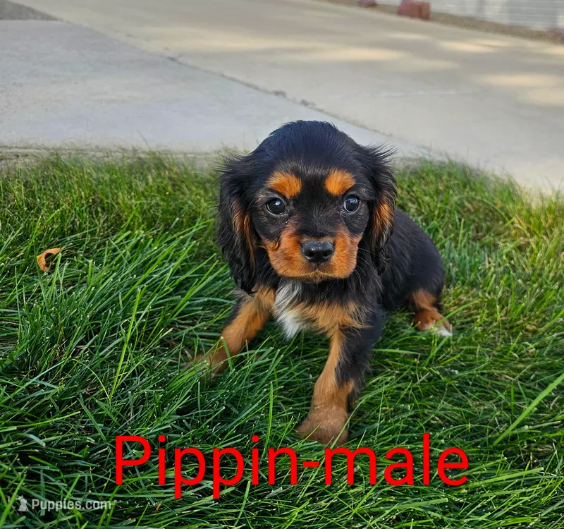 Pippin – Cavalier King Charles Spaniel puppy for sale in Rock Valley, IA