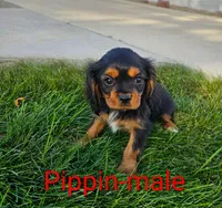 Pippin, a male Cavalier King Charles Spaniel for sale in Rock Valley, IA – 2 of 5