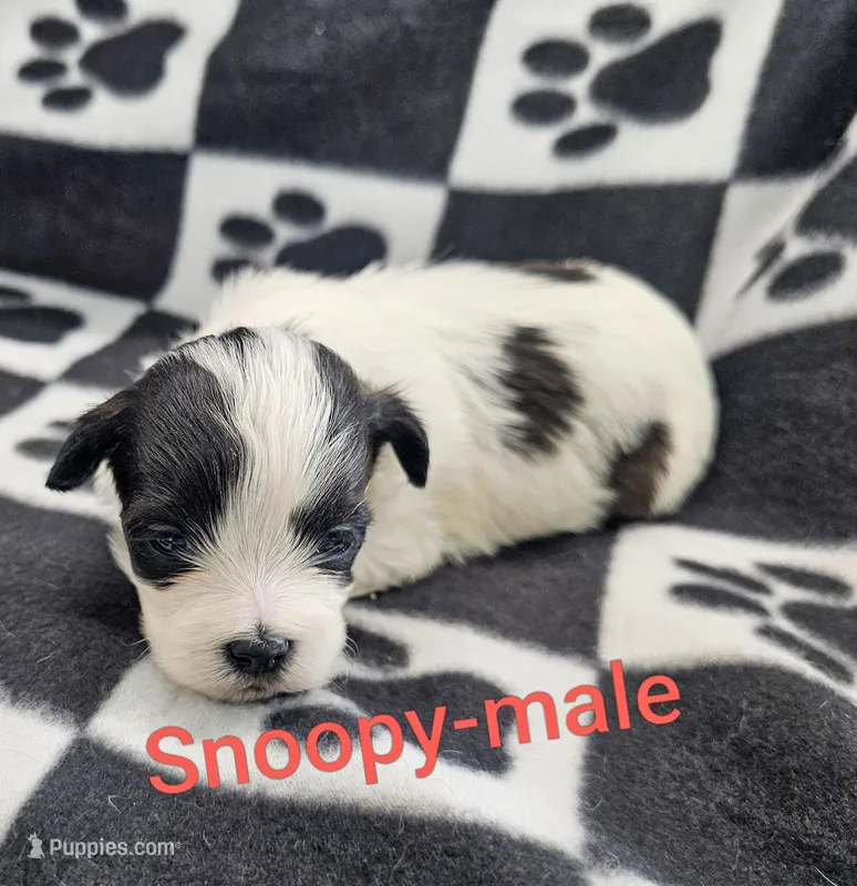 Snoopy – Shichon puppy for sale in Rock Valley, IA