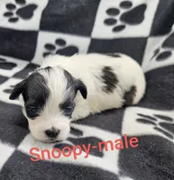 Snoopy, a male Shichon for sale in Rock Valley, IA – 1 of 1