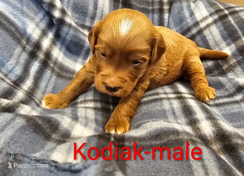 Kodiak – Miniature Goldendoodle puppy for sale in Rock Valley, IA