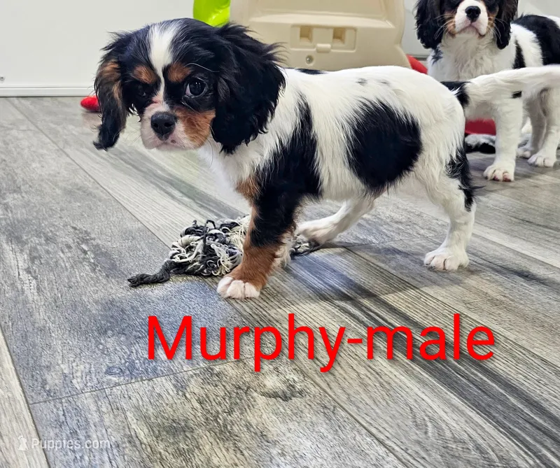 Murphy – Cavalier King Charles Spaniel puppy for sale in Rock Valley, IA