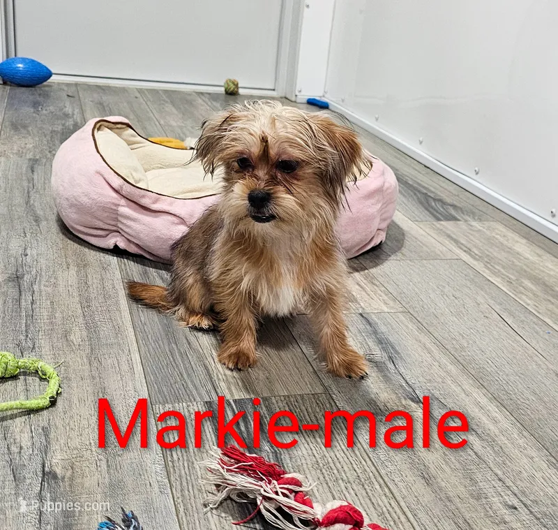 Markie – Shorkie puppy for sale in Rock Valley, IA