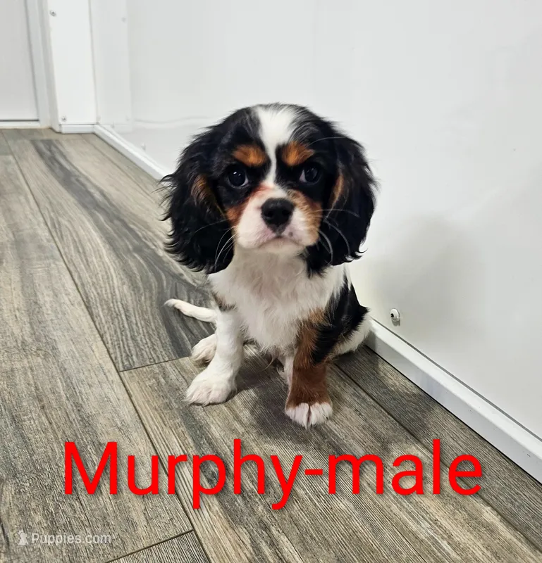 Murphy – Cavalier King Charles Spaniel puppy for sale in Rock Valley, IA