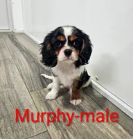 Murphy, a male Cavalier King Charles Spaniel for sale in Rock Valley, IA – 3 of 7