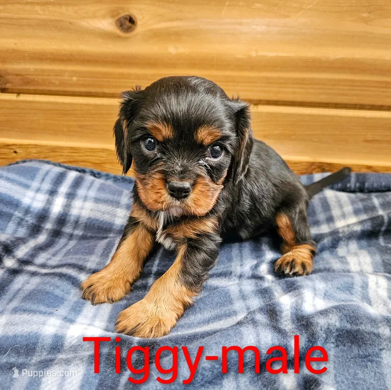 Tiggy – Cavalier King Charles Spaniel puppy for sale in Rock Valley, IA