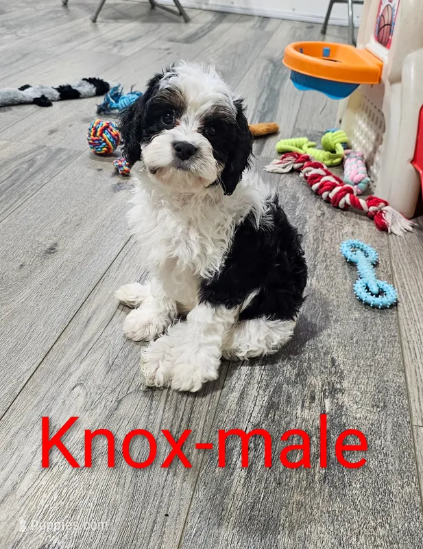Knox – Cavapoo puppy for sale in Rock Valley, IA