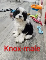 Knox, a male Cavapoo for sale in Rock Valley, IA – 1 of 4